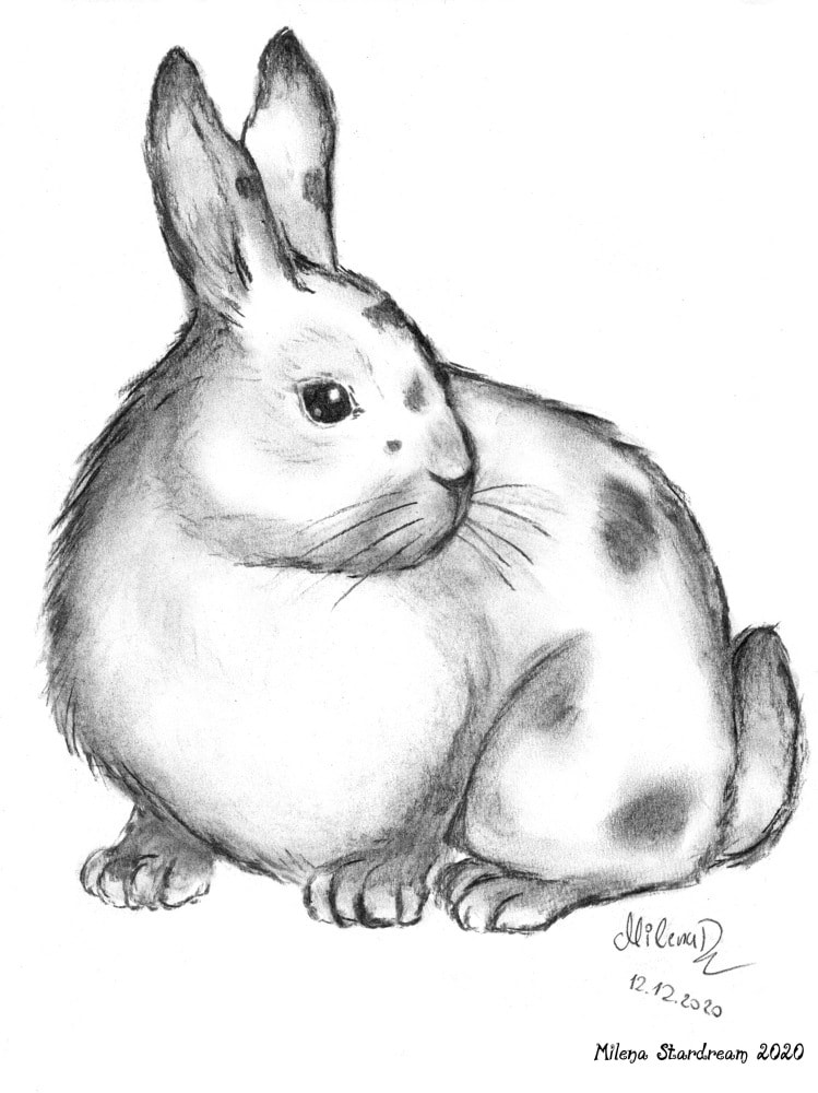 Bunny drawing in charcoal