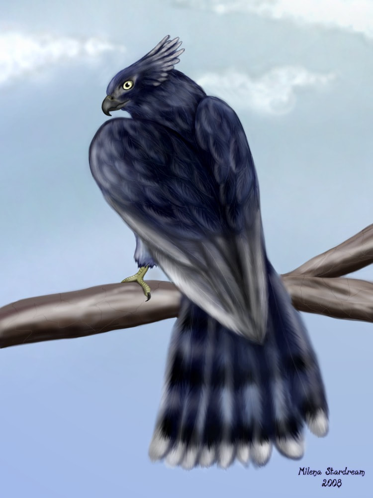 Digitial painting of a silver-and-blue hawk